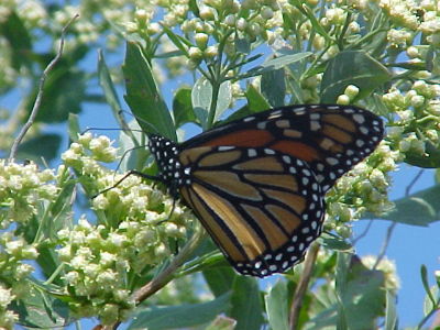 Monarch